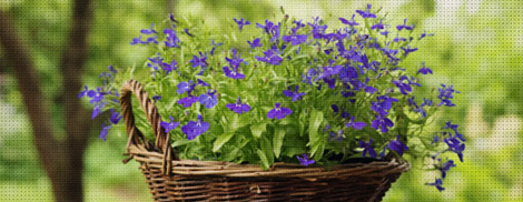 Native-Plants