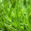 grass lawn