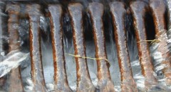 Storm-Drain-Medallion-Program
