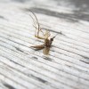 Mosquito Mosquitoes in the Garden