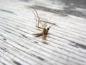 Mosquitoes in the Garden 