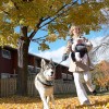 family walking dog