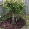 Mulched Bed