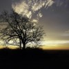 sunrise-tree-1442778-m