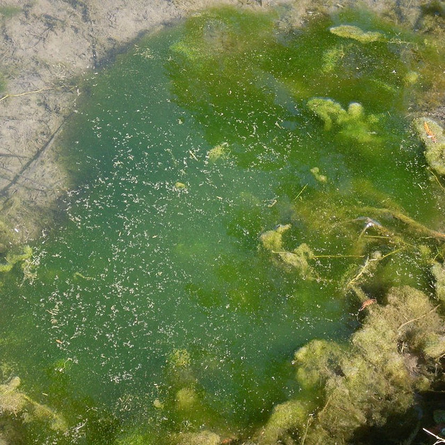 algae pond scum slime rid muck askhrgreen let breeding mosquito