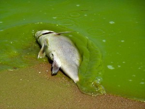 Algae Bloom Dead Fish