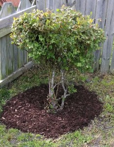 Mulched Bed
