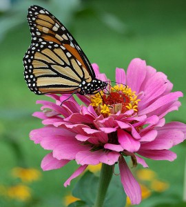 monarch