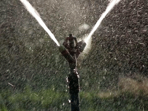 An_Irrigation_sprinkler_watering_a_garden