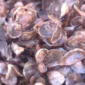 Some of HRSD's baby oysters that will be ready to go to the reef in about 6 months.