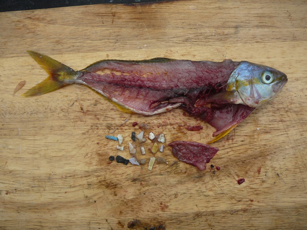 Plastic eaten by a fish (source: 5 Gyres).