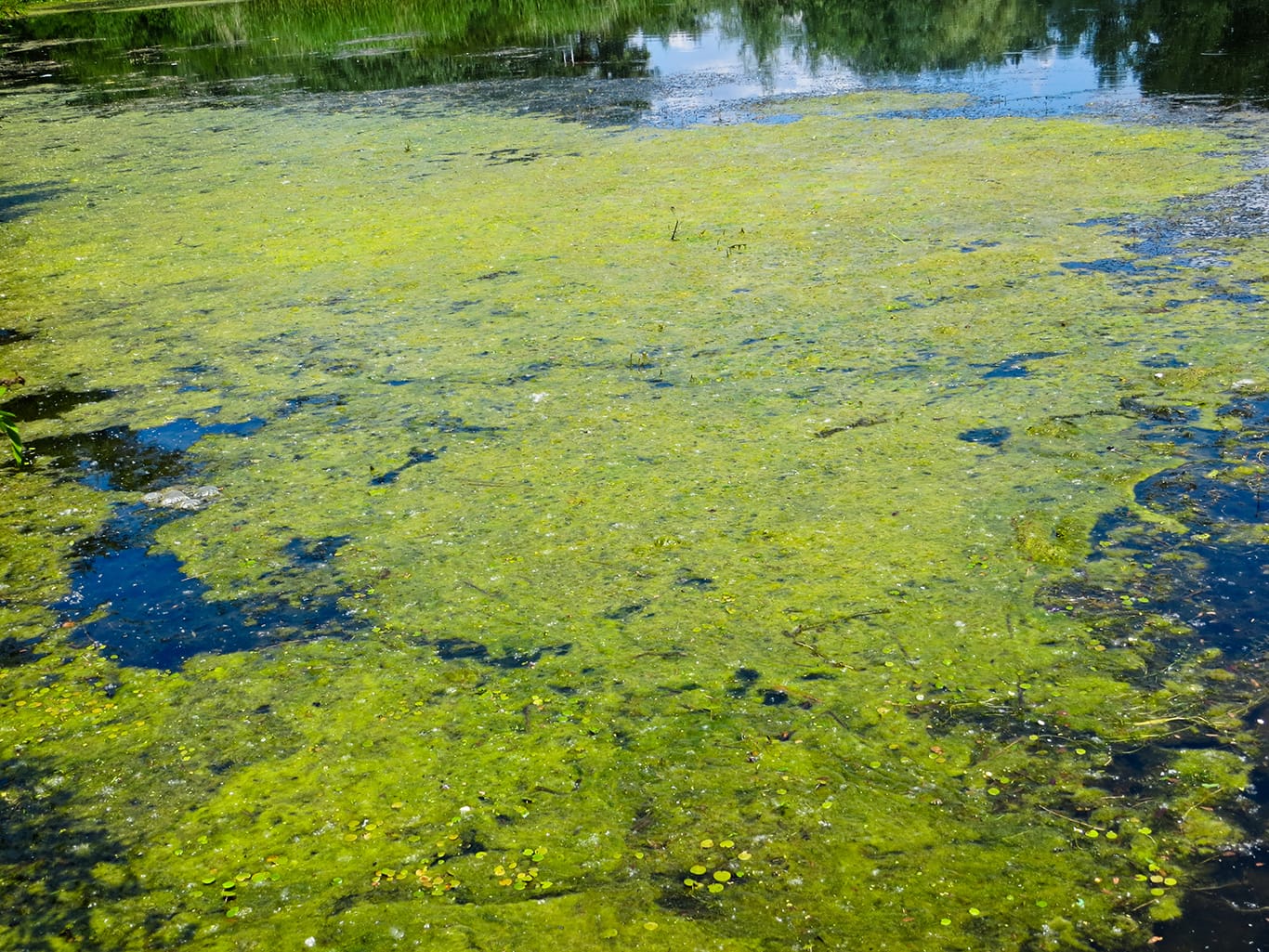 How To Remove Green Algae From Driveway