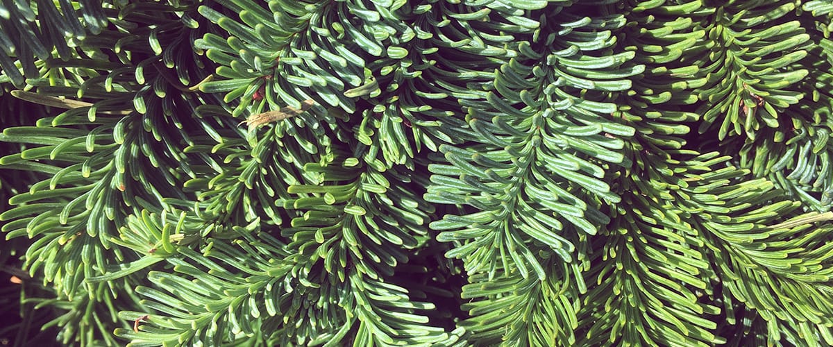 2022 19 Albemarle County Christmas Tree Pickup 2022 Christmas Tree Recycling & Disposal Guide - Askhrgreen.org